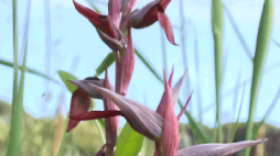 noticias flor interesses difusos